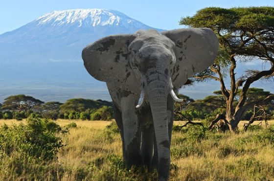 3 Days, 2 nights Nairobi to Amboseli Safari